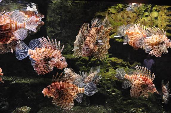 Coleção de Lion Fish do Aquário de Atlanta, na Georgia - EUA
